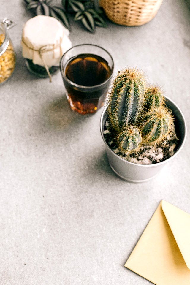 Photo Of Green Cactus Plant Beside Clear Drinking Glass photo