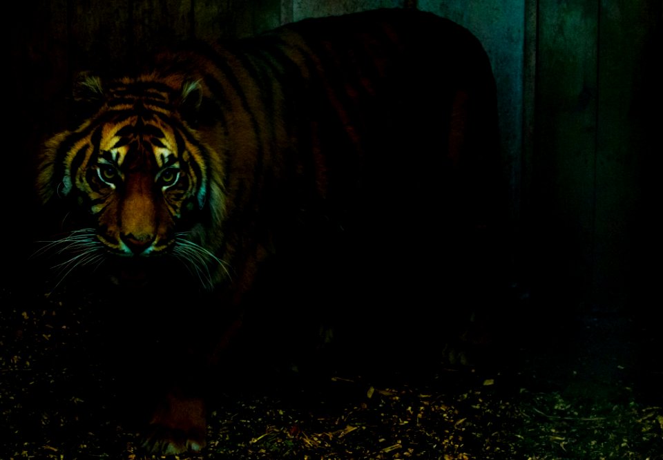 Orange And Black Tiger