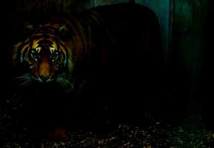 Orange And Black Tiger