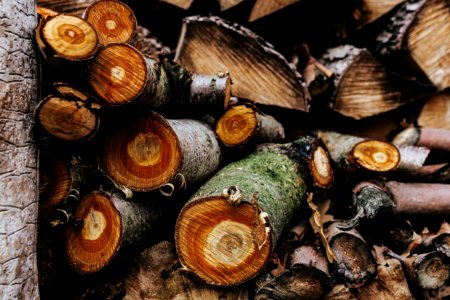 Sliced Logs Stacked Around Each Other