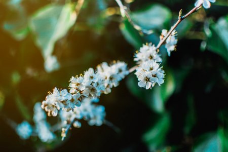 Shallow Focus Photo Of White Petaled Flowers photo