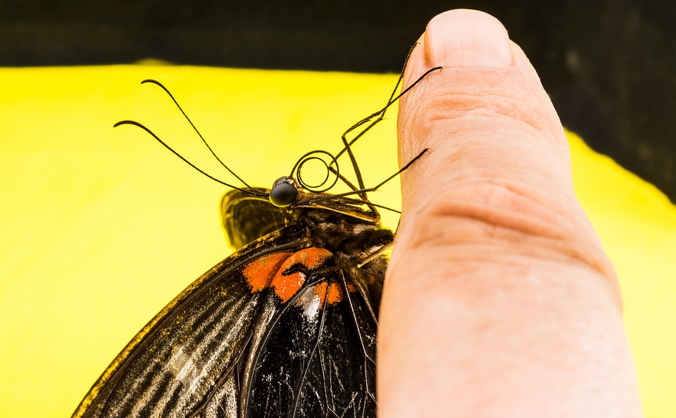 Butterfly insect Free photos
