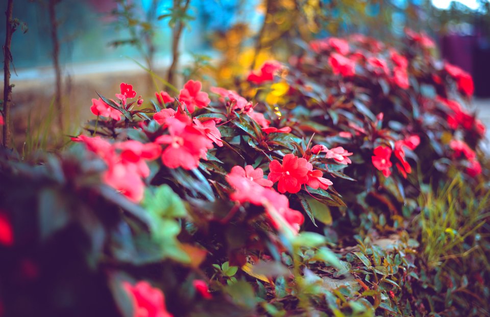 Selective Focus Photography Of Red Impatiens Flowers