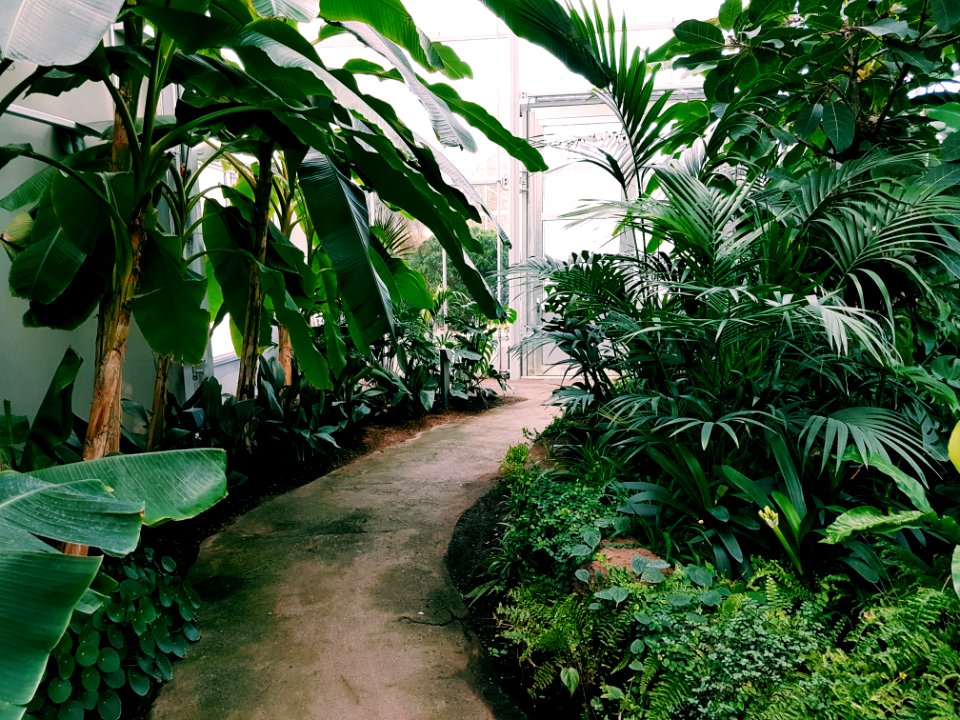 Photography Of Pathway Surrounded By Plants photo