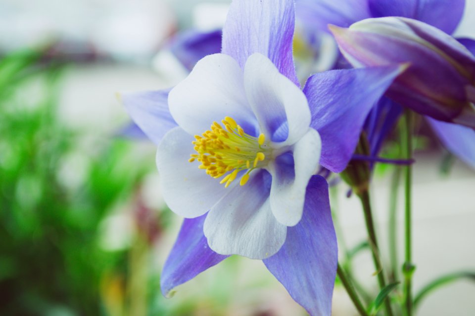 White And Purple Flowers