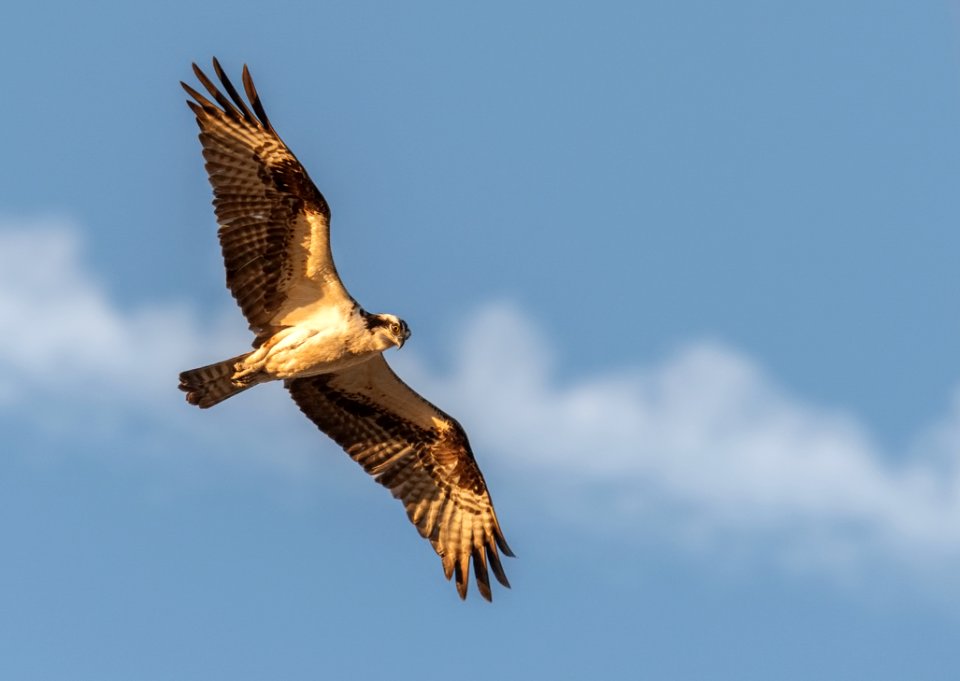 Selective Photography Of Flying Black Falcon photo