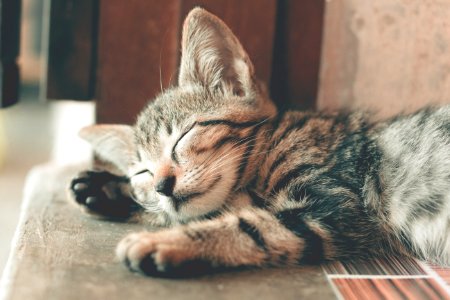 Close-Up Photography Of Sleeping Tabby Cat photo