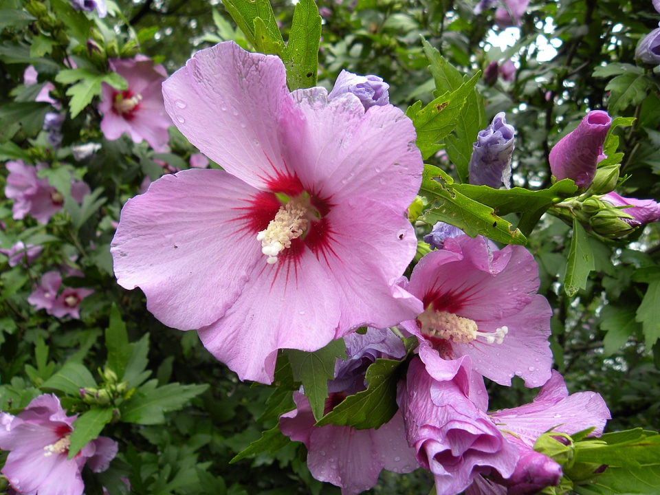 Garden flora nature