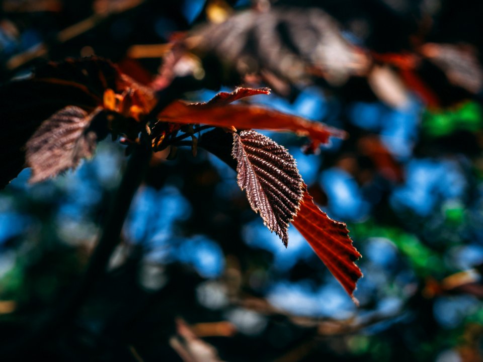 Close-Up Photography Of Leaves