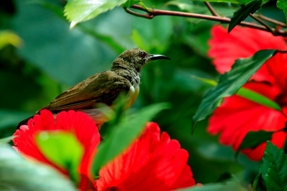 Close-Up Photography Of Purple-rumped Sunbird