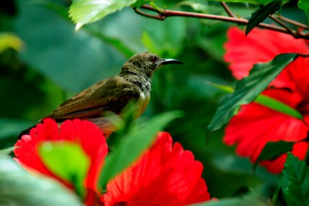 Close-Up Photography Of Purple-rumped Sunbird photo