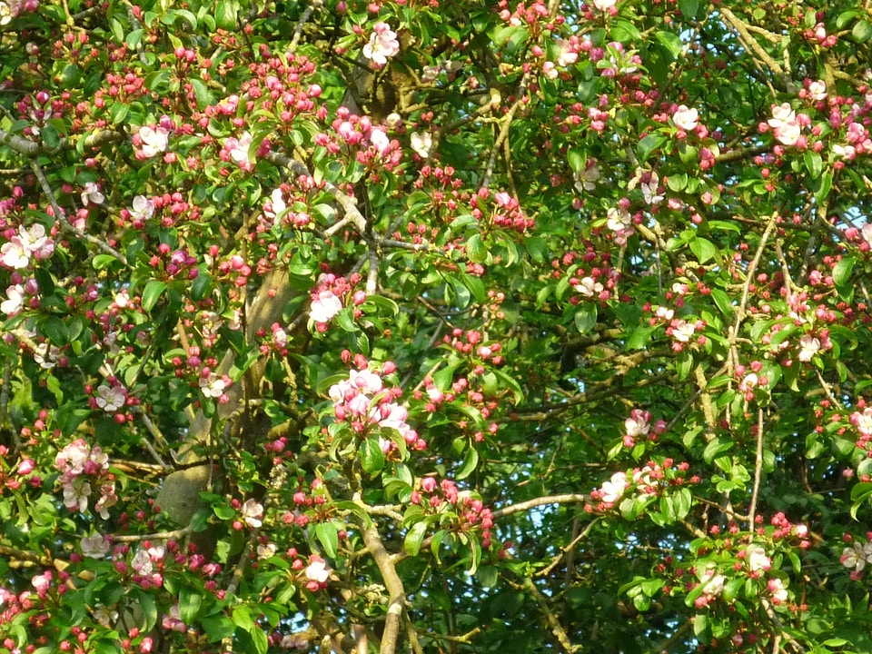 Floral plants natural
