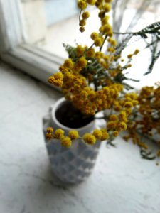Shallow Focus Photography Of Yellow Flowers photo