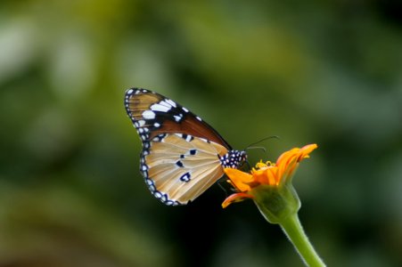 Selective Focus Photography Of Queen Butterfly Pollinating On Orange Petaled Flower