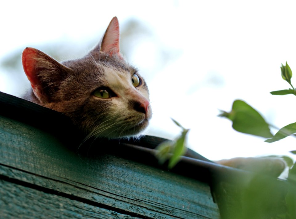 Shallow Focus Photography Of Short-coated Gray And White Cat