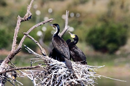 Selective Focus Photography Of Three Cormorants Perched On Nest photo