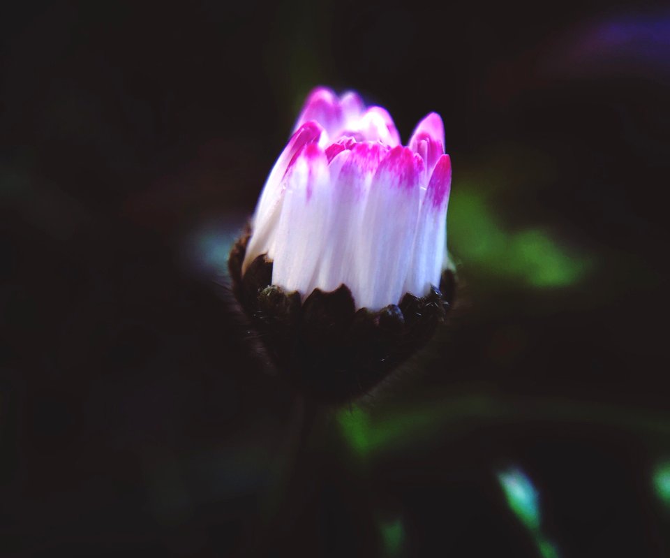 Close-Up Photography Of White And Pink Flower
