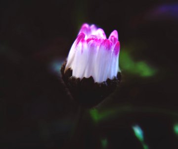 Close-Up Photography Of White And Pink Flower photo