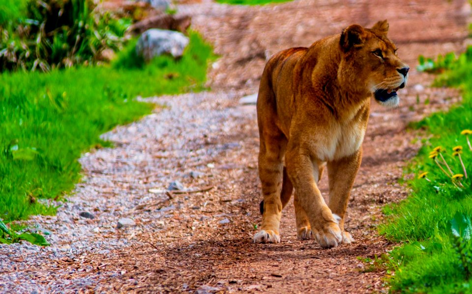 Brown Lion photo