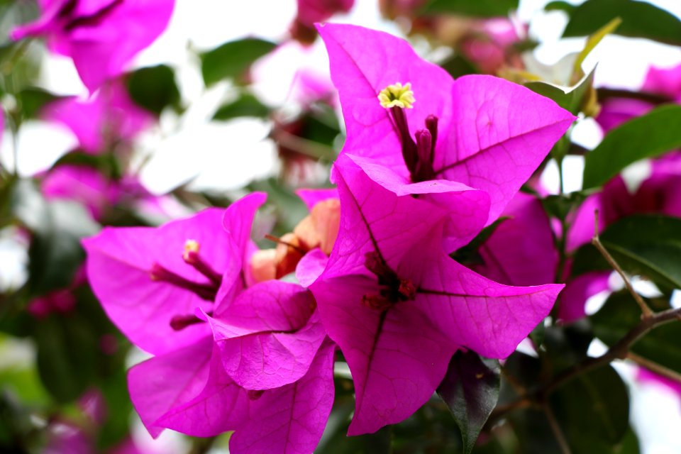 Close-Up Photography Of Purple Flowers photo