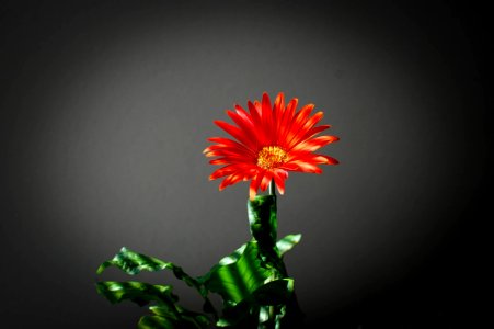 Closeup Photo Of Red Petaled Flower In Black Background photo