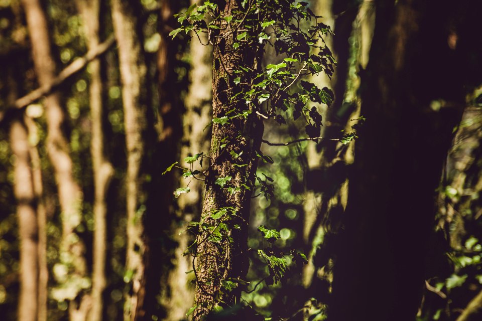 Closeup Photo Of Green Leaf Tree