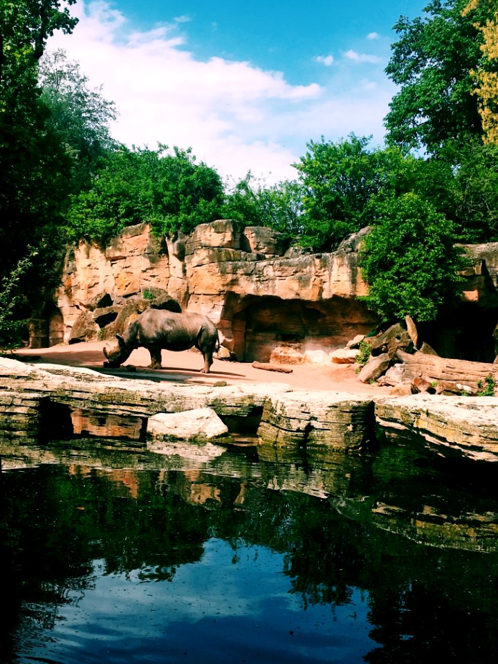 Photography Of Rhinoceros Near Body Of Water