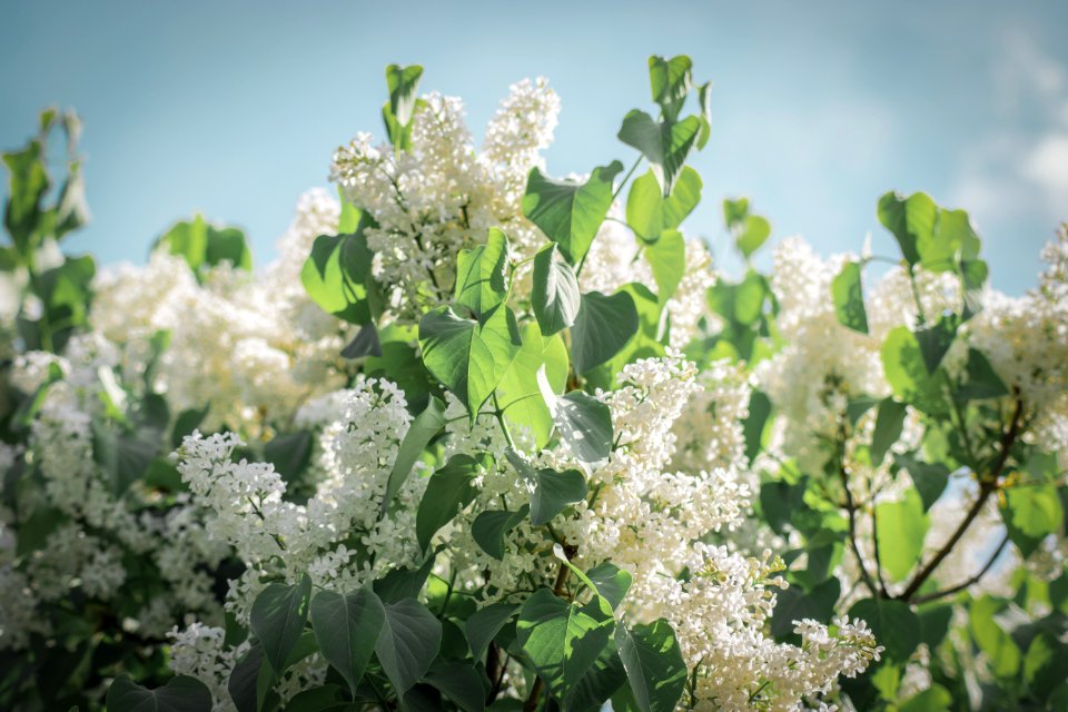 Photographed Of White Flowers