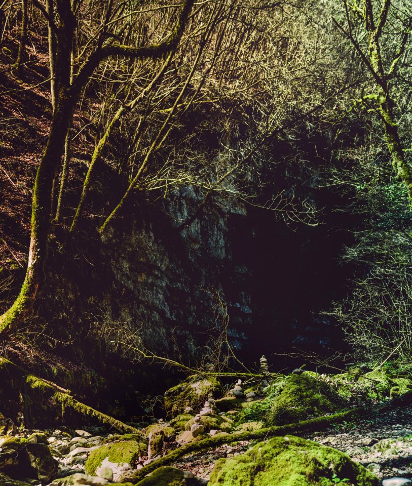 Photography Of Trees