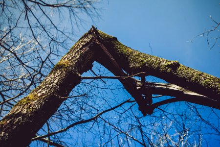 Photography Of Broken Bough