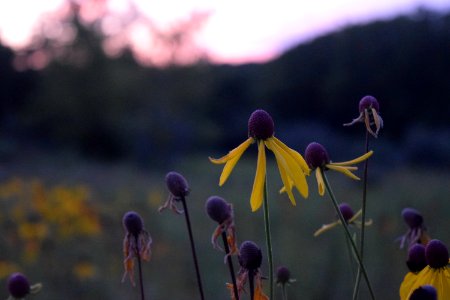 Close-Up Photography Of Yellow And Violet Flowerr