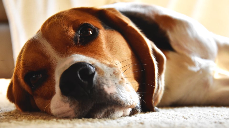 Close-Up Photography Of Beagle