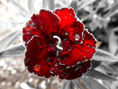 Close-Up Photography Of Red Flower With Droplets