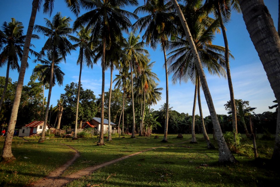 Photography Of Palm Trees Near Houses