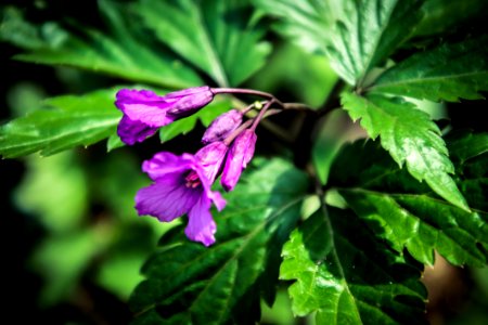 Macro Photography Of Purple Flowers photo