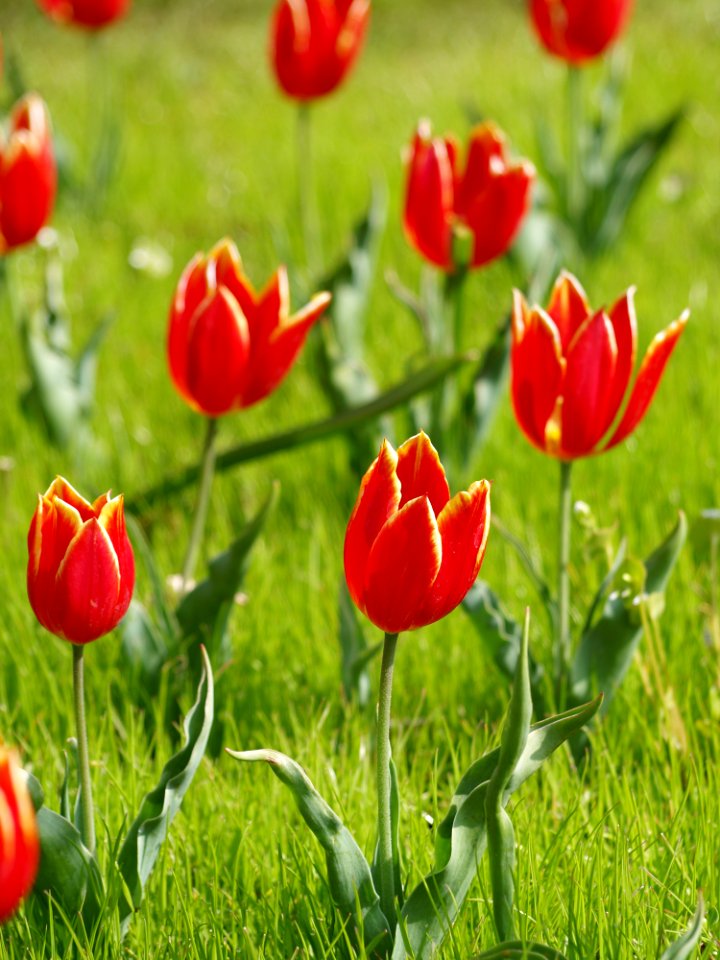 Selective Focus Photography Of Red Petaled Flowers
