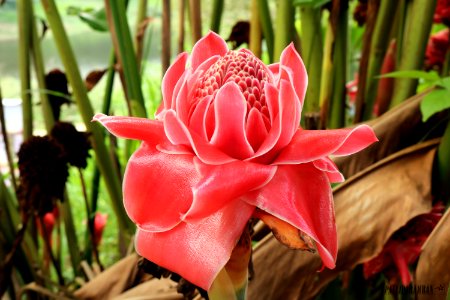 Red Torch Ginger Flower photo