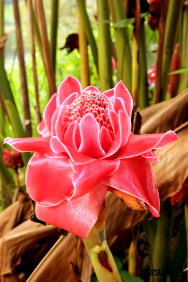 Selective Focus Photography Of Pink Protea Flower