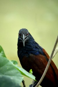 Closeup Photo Of Black Blue And Brown Bird On Tree Branch photo