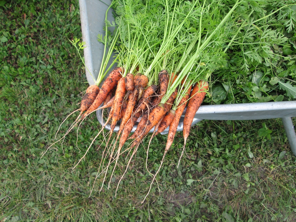 Home garden self grown organic