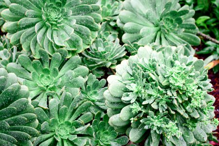 Green Leafed Plants