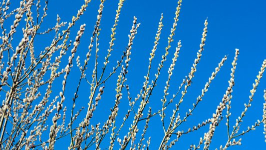 White Flowering Tree