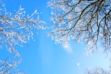 Low Angle Photo Of Leafless Trees With Snows Under Clear Blue Sky photo