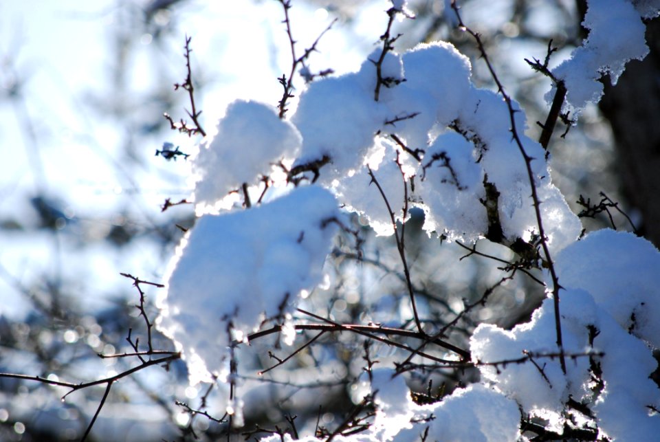 Selective Focus Photo Of Tree Snow