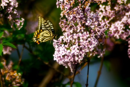 Tiger Swallowtail Butterfly Perched On Pink Petaled Flower At Daytime photo