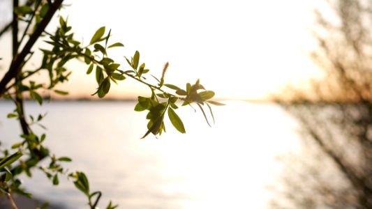 Selective Focus Photography Of Leaf Tree Near Shore Line photo