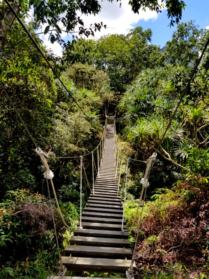 Brown Hanging Bridge Surrounded By Trees