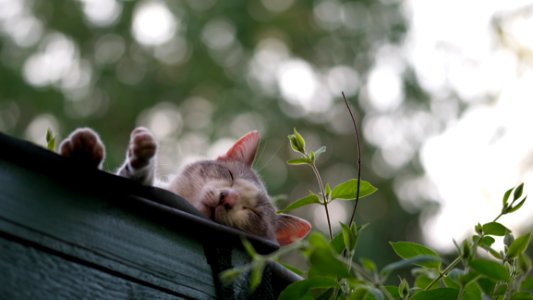 Photo Of Gray Cat Near Sleeping photo