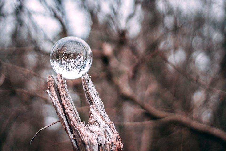 Water Drop On Brown Branch