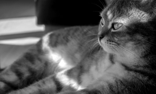 Grayscale Photo Of Gray Cat photo